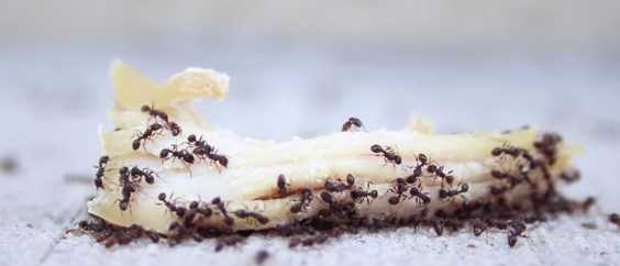 Here’s The Best Way To Get Rid Of Ants Quickly And Other Life Hacks You Need To Know