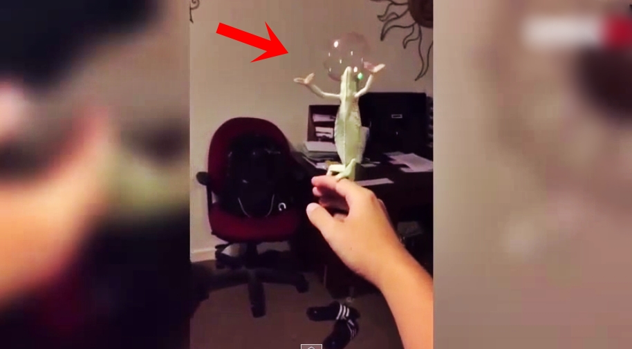Watch This Lizard Having Some Good Time With Bubbles…So Adorable…