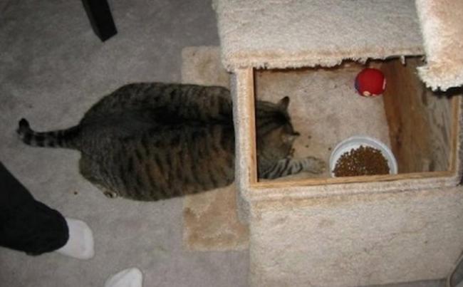 Cats That Didn’t Have A Nice Fate…Hilarious…