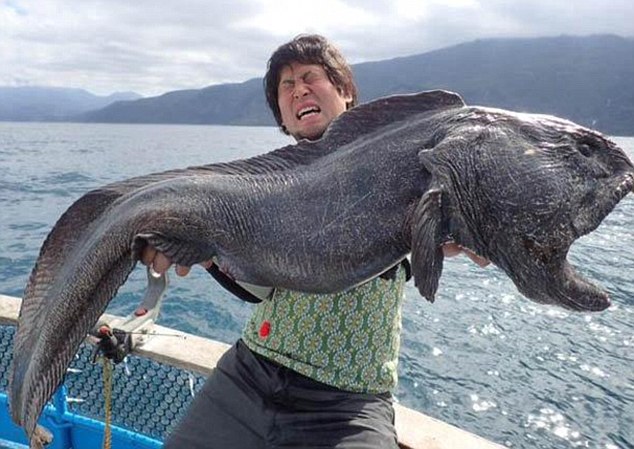 Japanese Fisherman Caught A Prehistoric-Looking Fish That You Can Commonly See In Films – Unbelievable