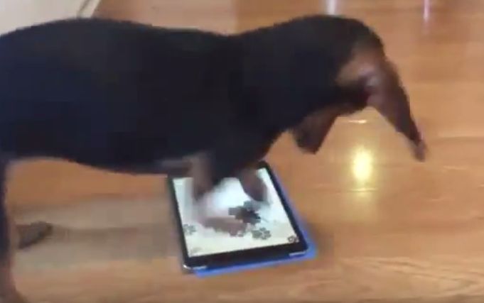 Smart Dog Goes Frantic And Crazy Over A Videogame In Owner’s iPad.
