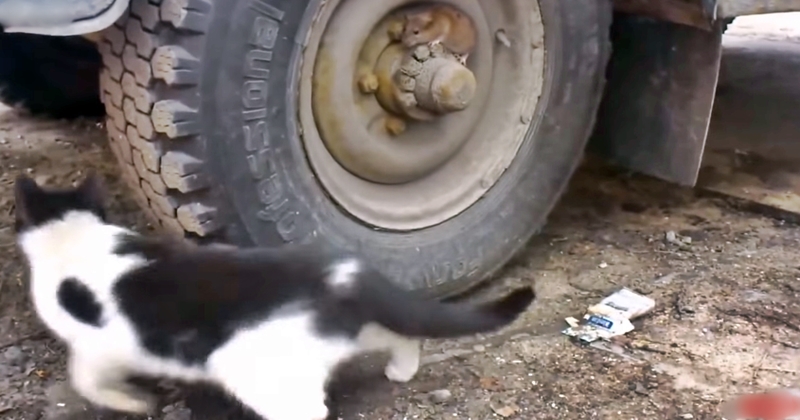 Real Life ‘Tom and Jerry’ Caught On Cam In Russia – Hilarious As Usual…