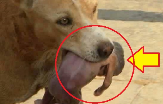 VIRAL NOW: Dog Found An Abandoned Baby… What It Did Next Will Definitely Shock You
