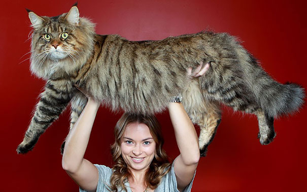 Seeing These Maine Coon Cats Will Simply Drop Your Jaw – Just A Lot Bigger Than Normal Cats…