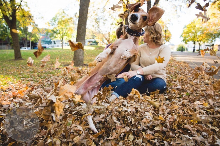 Hilarious Dog Photobombs His Owner’s Wedding Engagement Pictorial – So Adorable…
