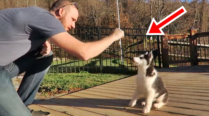 Learn How To Train Your Dog To Sit – This Is Something You Don’t Want To Miss…