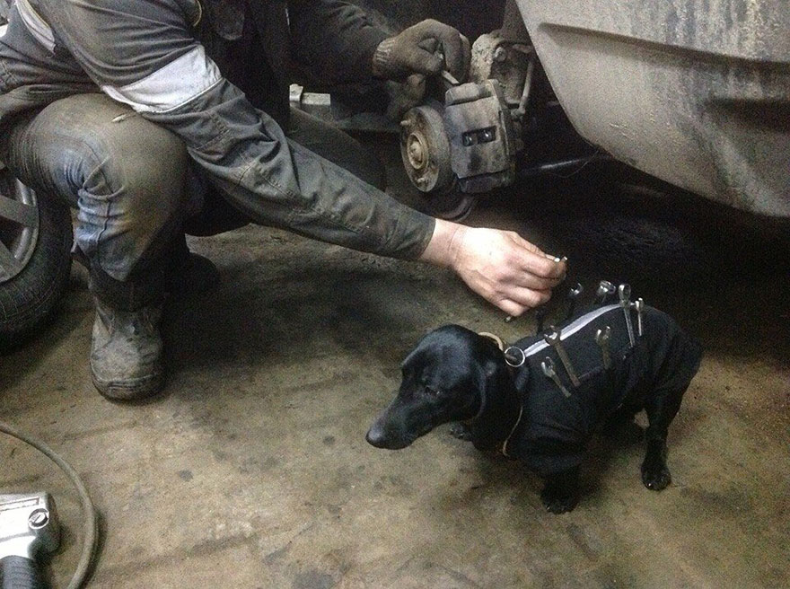 This Dog Could Be The Cutest Assistant For A Human Fixing Cars – Adorable…