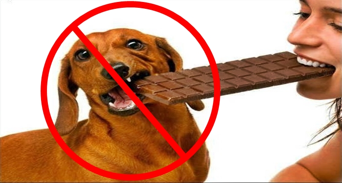 You Shouldn’t Give Dogs Chocolate No Matter What – Here’s The Shocking Reason