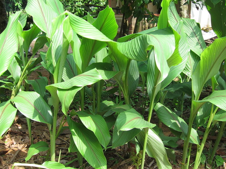 surprising-health-benefits-of-arrowroot-or-uraro-in-filipino-you-need