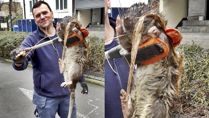 4-Foot-Long ‘Giant Rat’ Found In A Children’s Playground In London – See The Story Now