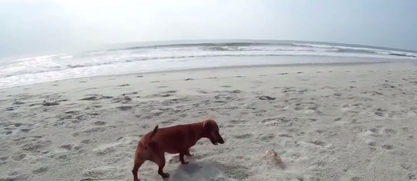 Look What The Dachshund Do With the Crab!