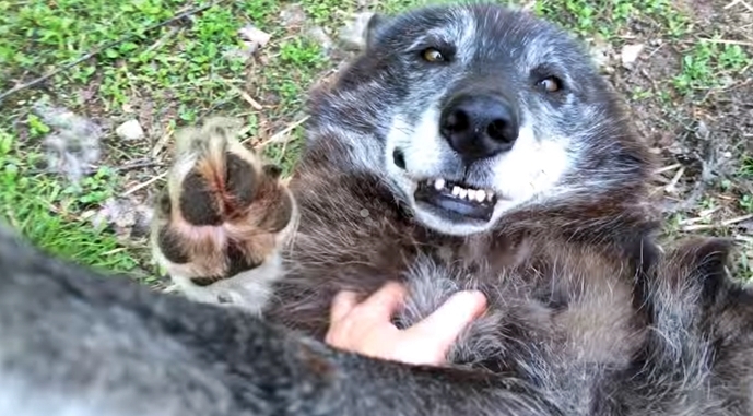 What Wolf Love Looks Like – Unexpectedly Sweet