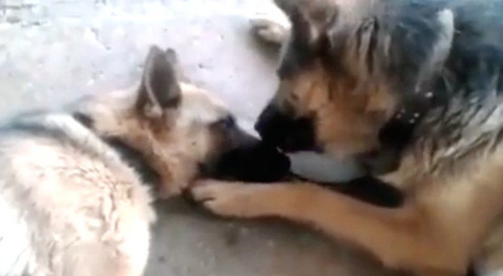 This Mother Dog Just Gave Birth To Happy Puppies, But What His Mate Did Is Shocking!
