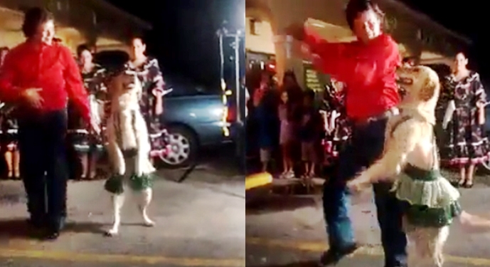 This Dog Can Even Dance Better Than You, Maybe – Lovely