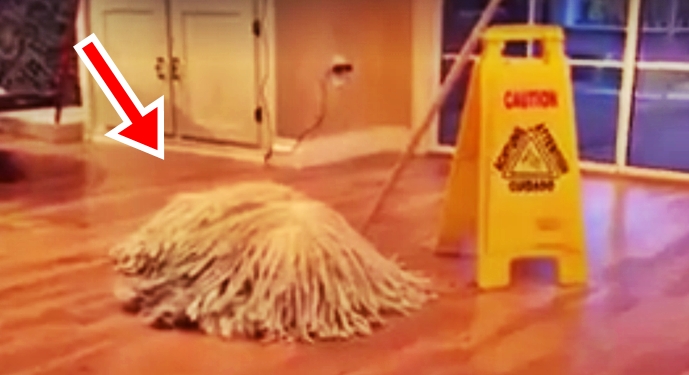 dog mop