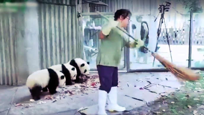 Cute Difficulties Of Taking Care Of Pandas – Lovely