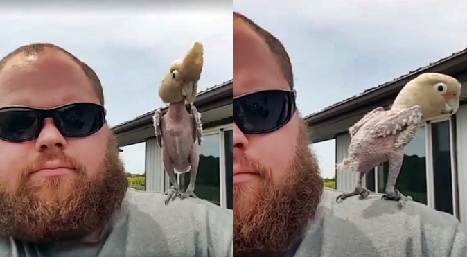 This Parrot Looks Funny But You Might Be Having Tears Upon Knowing Its Story – Must See