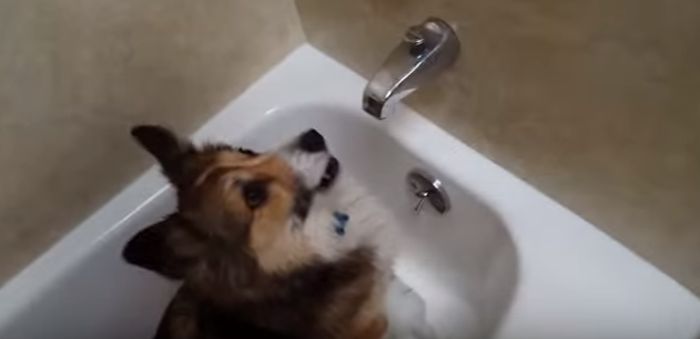 This Dog Does The Funny Thing Every Time Her Owner Say “Shower”