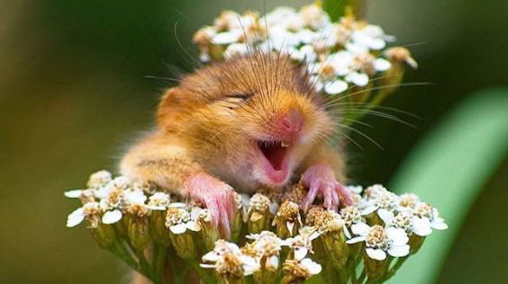 These 52 Happiest Animals in the World Will Leave You with No Choice but to Smile