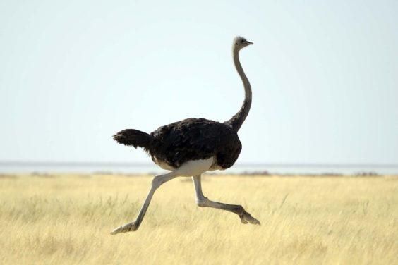 2-ostrich