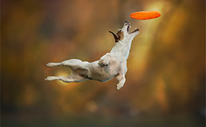 animal-action-photography-dogs-can-fly-claudio-piccoli-latest