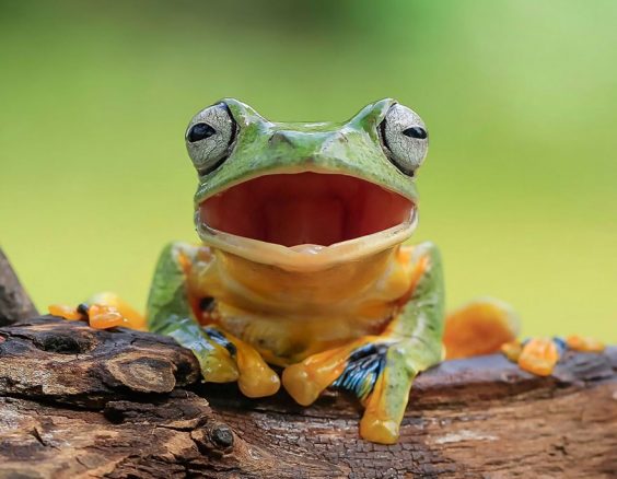 10-frog-laughing-out-loud
