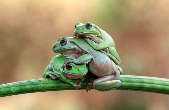 21-frog-family
