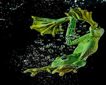 Jakarta-Based Photo Enthusiast Photographs Frogs To Show Their Interesting World