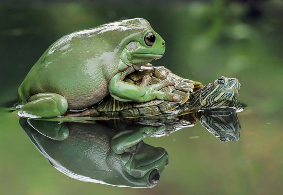 5-turtle-saves-froggy