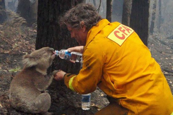 9-a-firefighter-gives-water-to-a-koala-during-the-devastating-black-saturday-bushfires-in-victoria-australia-in-2009