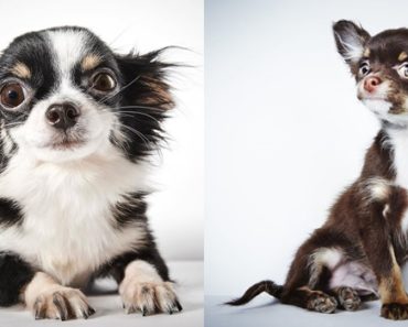30 Dogs That Were Photographed For Them To Find Homes, They Really Posed Well!
