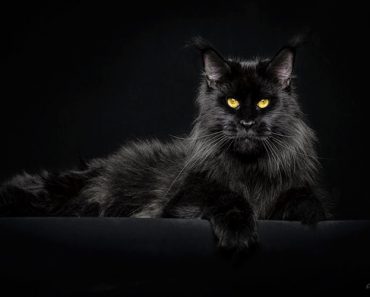30 Photos Of Mythical Beasts: Photograper Captures The Majestic Beauty Of Maine Coons