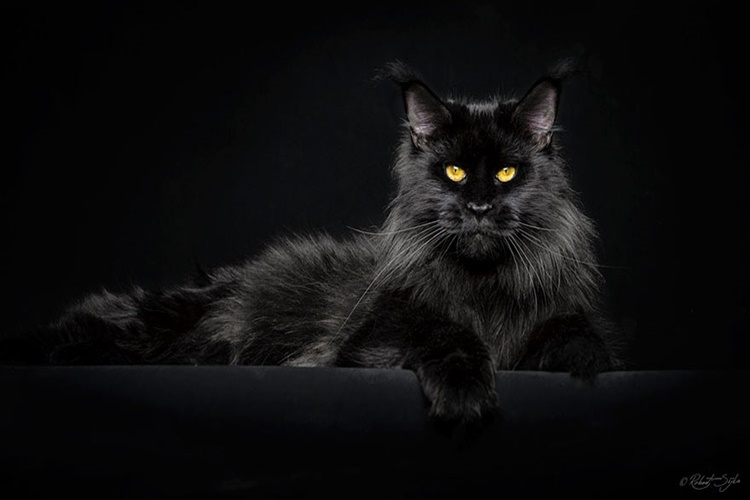 30 Photos Of Mythical Beasts: Photograper Captures The Majestic Beauty Of Maine Coons
