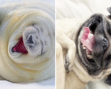 30 Beautiful Photos Of Seals That Proves They Are Actually Ocean Puppies