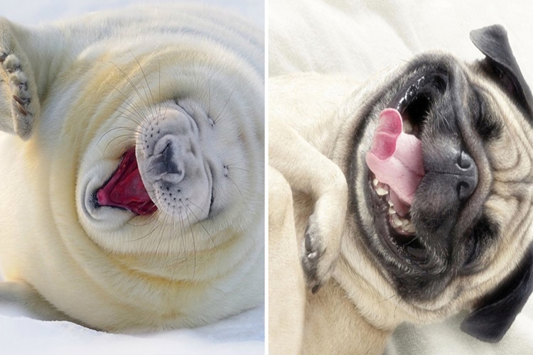 30 Beautiful Photos Of Seals That Proves They Are Actually Ocean Puppies