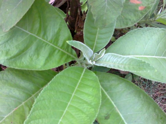 Sambong Leaf