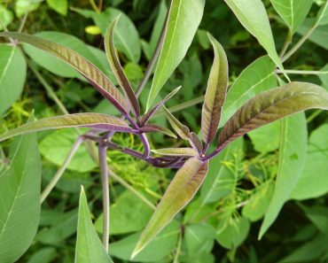 Philippine Herbs: Remarkable Health Benefits Of Lagundi