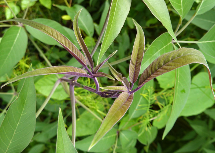 Philippine Herbs: Remarkable Benefits Of Lagundi